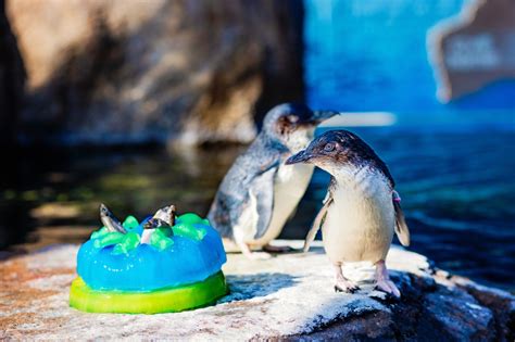 Little Blue Penguins celebrate anniversary at Birch Aquarium with 'fish cakes'